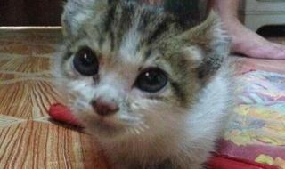 猫咪总是流眼泪怎么回事 猫为什么流眼泪